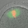 Thumbnail for dataset Figure1C_2014_4_2