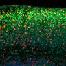Thumbnail for dataset Fig3C_Tg_EdUE13.5_EdU+Cux1