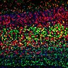 Thumbnail for dataset Fig3C_WT_EdUE13.5_EdU+Ctip2