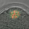 Thumbnail for dataset Figure6A_2014_8_11_2
