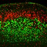 Thumbnail for dataset Fig3E_WT_EdUE14.5_EdU+Ctip2
