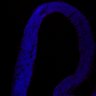Thumbnail for dataset FigS1A_E13.5Tg_cleaved-caspase3+DAPI1