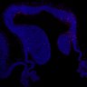 Thumbnail for dataset FigS1A_E13.5Tg_cleaved-caspase3+DAPI2