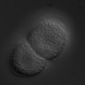 Thumbnail for dataset RNAi_R08D7.3_070403_02