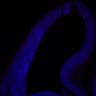 Thumbnail for dataset FigS1A_E13.5WT_cleaved-caspase3+DAPI1