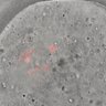 Thumbnail for dataset Figure6C_2015_8_3_2