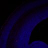 Thumbnail for dataset FigS1A_E15.5WT_cleaved-caspase3+DAPI