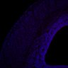 Thumbnail for dataset FigS1A_E17.5Tg_cleaved-caspase3+DAPI