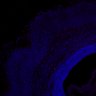 Thumbnail for dataset FigS1A_E17.5WT_cleaved-caspase3+DAPI