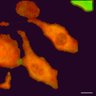 Thumbnail for dataset Figure1B_2pabPAC_HeLa