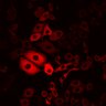 Thumbnail for dataset Figure2B_2pabPAC_post1P