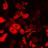 Thumbnail for dataset Figure2B_2pabPAC_post2P