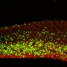 Thumbnail for dataset FigS2A_EduE14_12h_WT_EdU+Pax6