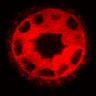 Thumbnail for dataset Figure3A_20191224_LCVMPE_RMDCK_2pabPAC_pre