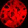 Thumbnail for dataset Figure3C_20200711_2pabPAC_1st_2P