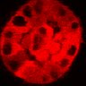 Thumbnail for dataset Figure3C_20200711_2pabPAC_1st_post_handBL