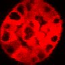 Thumbnail for dataset Figure3C_20200711_2pabPAC_1st_pre