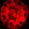 Thumbnail for Figure3C_20200711_2pabPAC_1st3cells_2P