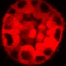 Thumbnail for dataset Figure3C_20200711_2pabPAC_1st3cells_pre