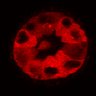 Thumbnail for dataset Figure3C_20200711_2pabPAC_2nd_2P