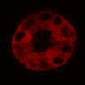 Thumbnail for dataset Figure3C_20200711_2pabPAC_2nd3cells_2P