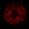 Thumbnail for dataset Figure3C_20200711_2pabPAC_2nd3cells_post_handBL