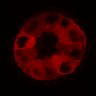 Thumbnail for dataset Figure3C_20200711_2pabPAC_2nd3cells_pre
