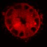 Thumbnail for dataset Figure3C_20200711_4493NES_1st_2P