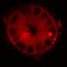 Thumbnail for Figure3C_20200711_4493NES_1st_post_handBL