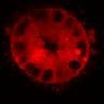 Thumbnail for dataset Figure3C_20200711_4493NES_1st_pre