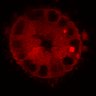 Thumbnail for dataset Figure3C_20200711_4493NES_1st3cells_pre