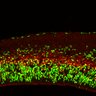 Thumbnail for dataset FigS2C_EduE14_12h_WT_EdU+Tbr2