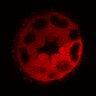 Thumbnail for dataset Figure3C_20200711_4493NES_2nd3cells_post_handBL