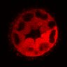 Thumbnail for dataset Figure3C_20200711_4493NES_2nd3cells_pre