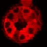 Thumbnail for dataset Figure3C_20200715_2pabPAC_1st3cells_post_handBL