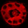 Thumbnail for dataset Figure3C_20200715_2pabPAC_2nd3cells_post_handBL