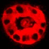 Thumbnail for dataset Figure3C_20200715_2pabPAC_2nd3cells_pre