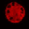 Thumbnail for dataset Figure3C_20200715_4493NES_2nd_pre