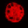 Thumbnail for dataset Figure3C_20200715_4493NES_2nd3cells_2P