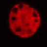 Thumbnail for dataset Figure3C_20200715_4493NES_2nd3cells_post_handBL