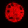 Thumbnail for dataset Figure3C_20200715_4493NES_2nd3cells_pre