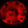 Thumbnail for dataset Figure3C_20200717_2pabPAC_1st3cells_2P