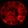 Thumbnail for dataset Figure3C_20200717_2pabPAC_1st3cells_post_handBL