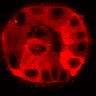 Thumbnail for dataset Figure3C_20200717_2pabPAC_1st3cells_pre