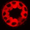 Thumbnail for dataset Figure3C_20200717_2pabPAC_2nd3cells_2P