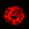 Thumbnail for dataset Figure3C_20200717_4493NES_1st3cells_post_handBL