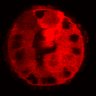 Thumbnail for dataset Figure3C_20200717_4493NES_2nd_2P