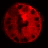 Thumbnail for dataset Figure3C_20200717_4493NES_2nd_post_handBL
