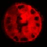 Thumbnail for dataset Figure3C_20200717_4493NES_2nd_pre