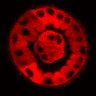 Thumbnail for dataset Figure3D_20200118_RMDCK_2pabPAC_2P